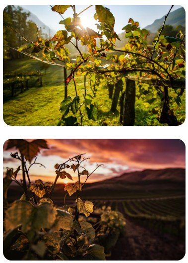 sobre trevo vinho sobre vinhos trevo